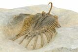 Spiny, Multi-Toned Psychopyge Trilobite - Ofaten, Morocco #350483-5